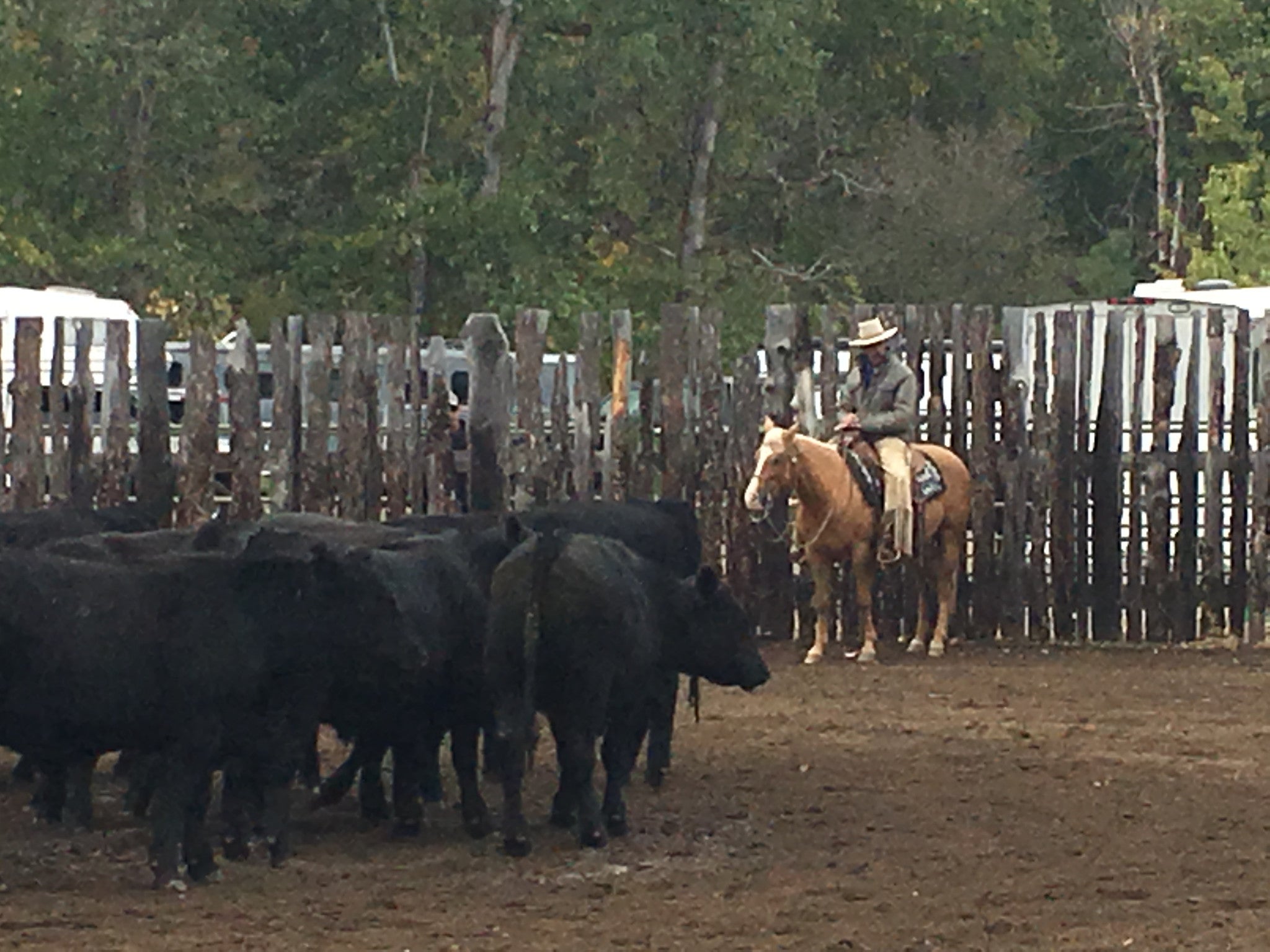 Peter Campbell Horsemanship